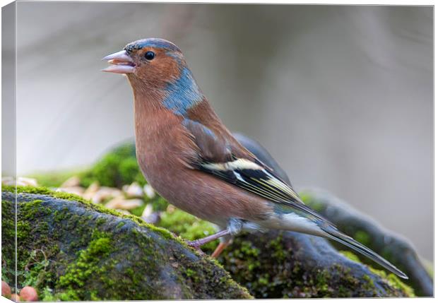  Common chaffinch Canvas Print by Tanya Hall