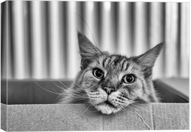  Cat In A Box Canvas Print by Tanya Hall