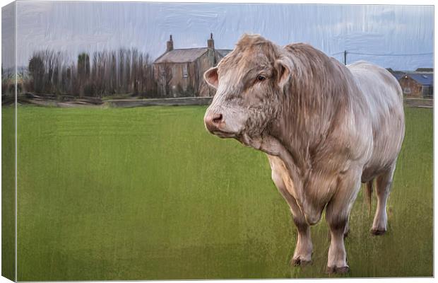  Oil and Chalk Painted Blonde Bull Canvas Print by Tanya Hall