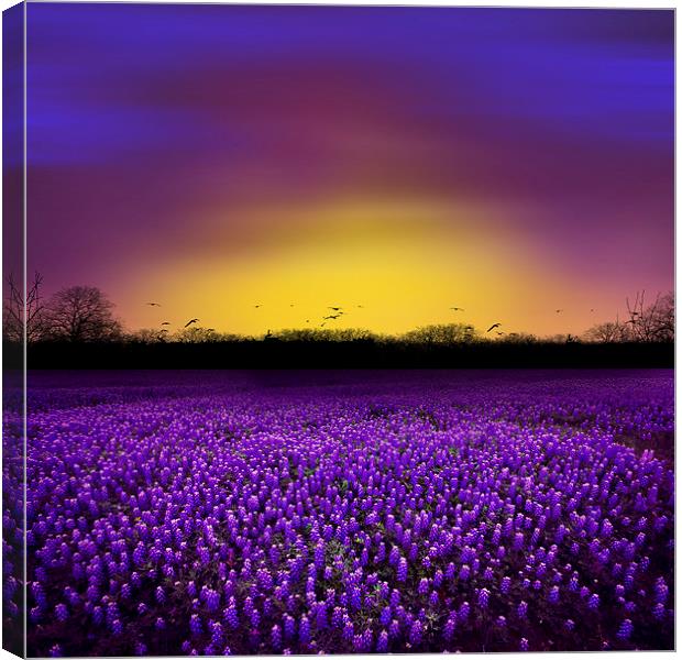 Golden Hour - Purple Floral Field and Dramatic Sky Canvas Print by Tanya Hall