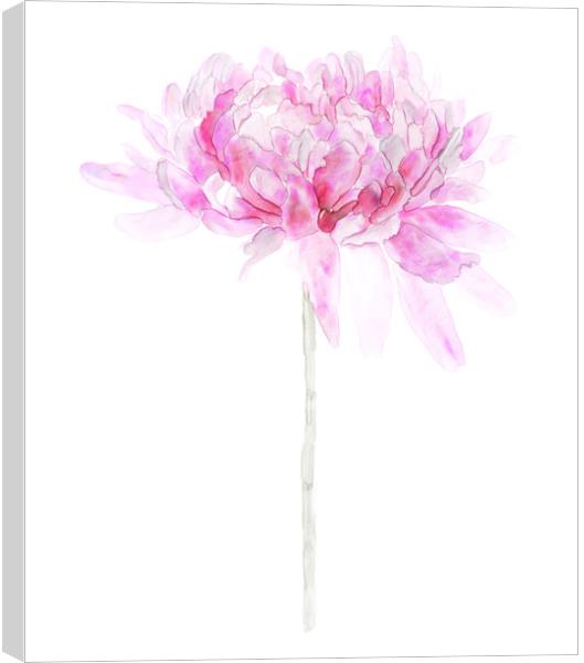 Pink Watercolor Flower Single Stem Isolated on Whi Canvas Print by Tanya Hall