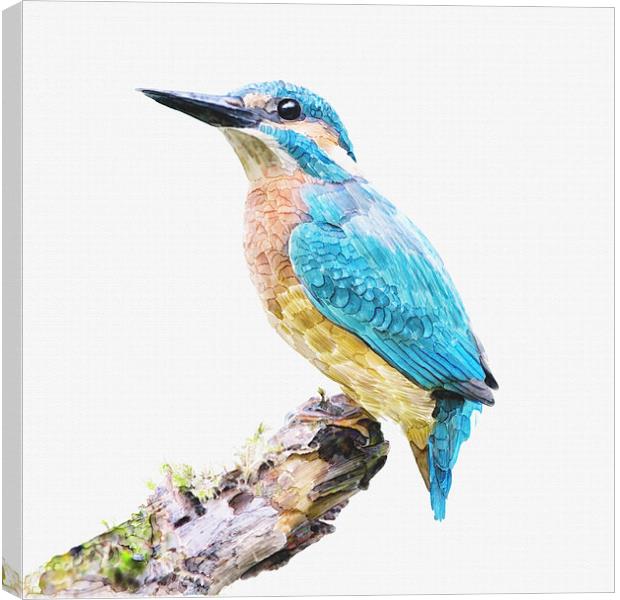 Kingfisher On Branch Watercolor Print  Canvas Print by Tanya Hall