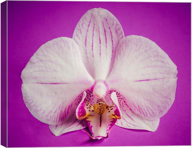 Orchid Flower On Grunge Purple Background Canvas Print by Tanya Hall