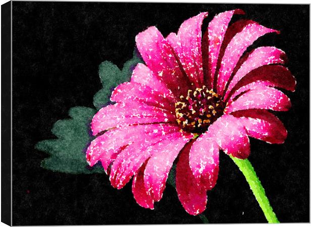 Pink Daisy Rich and colorful on a dark background Canvas Print by Tanya Hall
