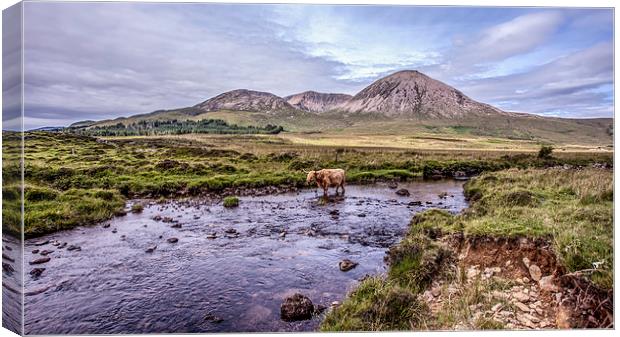 Highland Cattle,Isle of Skye,Scotland Canvas Print by David Hirst
