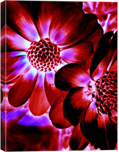 Flowers Canvas Print by Mike Thomson