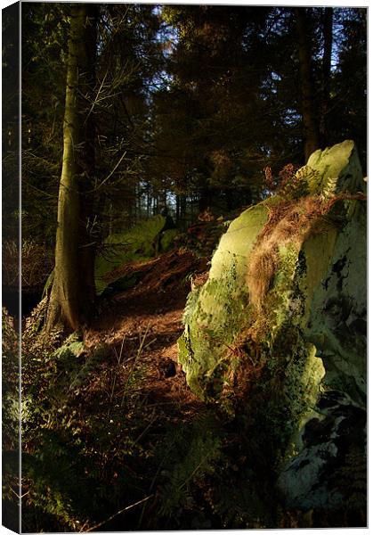 Green Reflection...Cullaloe Forest, nr Burntisland Canvas Print by Mike Thomson