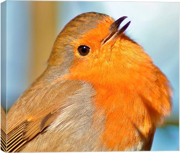  The Robin Canvas Print by Tim Clifton