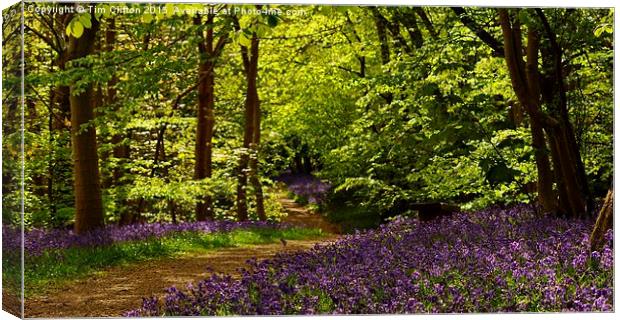  Bluebell Walk Canvas Print by Tim Clifton