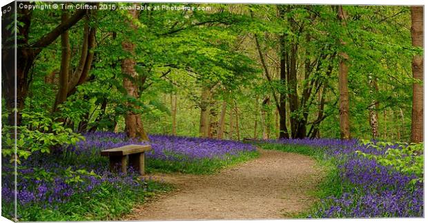  Bluebell Beauty Canvas Print by Tim Clifton