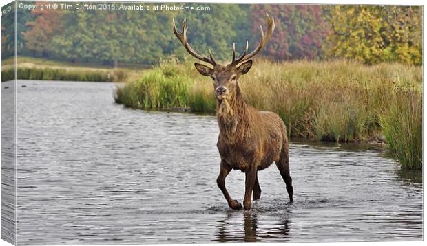  Proud Stag Canvas Print by Tim Clifton
