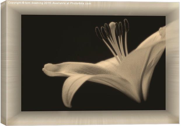 Soft toned Lily with boarder  Canvas Print by tom downing