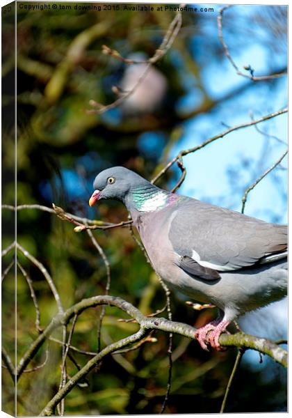  Woodpigeon Canvas Print by tom downing