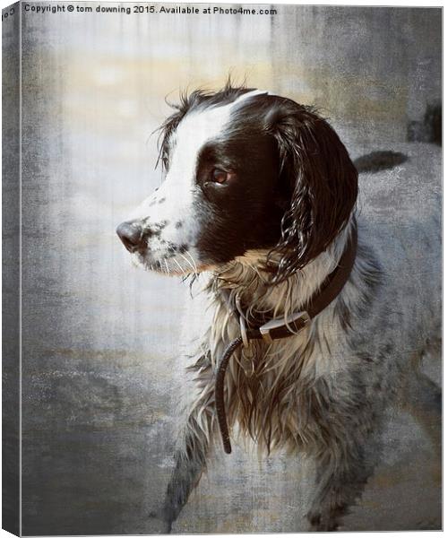  Portrait of a Springer Spaniel Canvas Print by tom downing