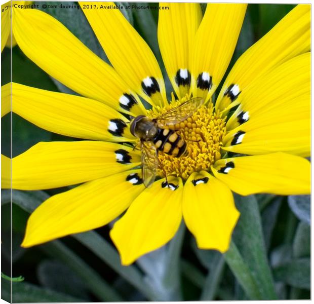 Hover Fly Canvas Print by tom downing