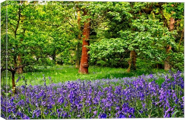 Bluebells of Spring Canvas Print by tom downing