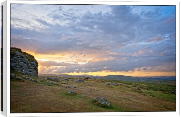 Wild horse of Dartmoor Canvas Print by tom downing
