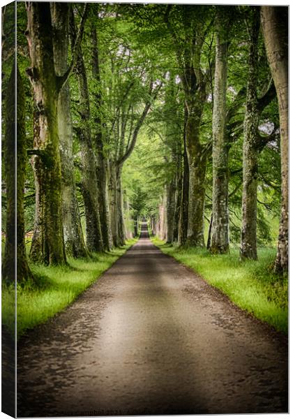 The Avenue of Trees Canvas Print by Alan Campbell