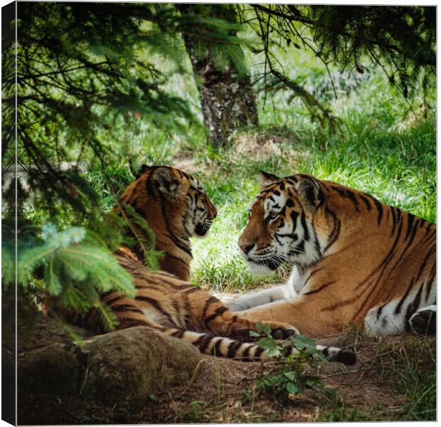Tigers in love Canvas Print by Alan Campbell