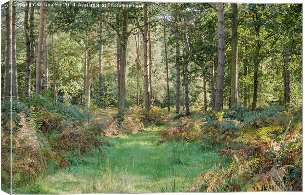  Woodland View Canvas Print by Tina Fry