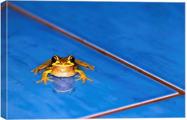  A Frog in the Pool Canvas Print by Chris Hulme