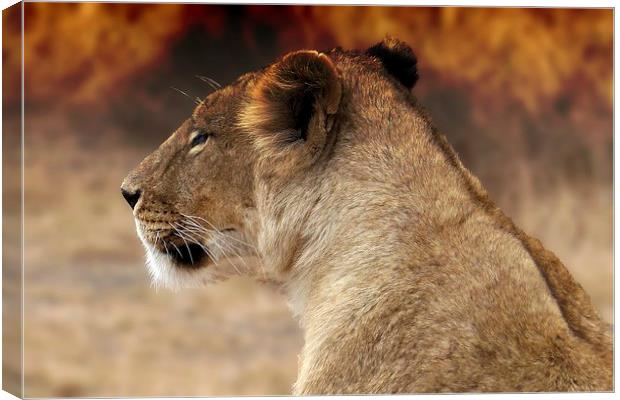  Lioness sitting by the fire Canvas Print by Steve Bampton