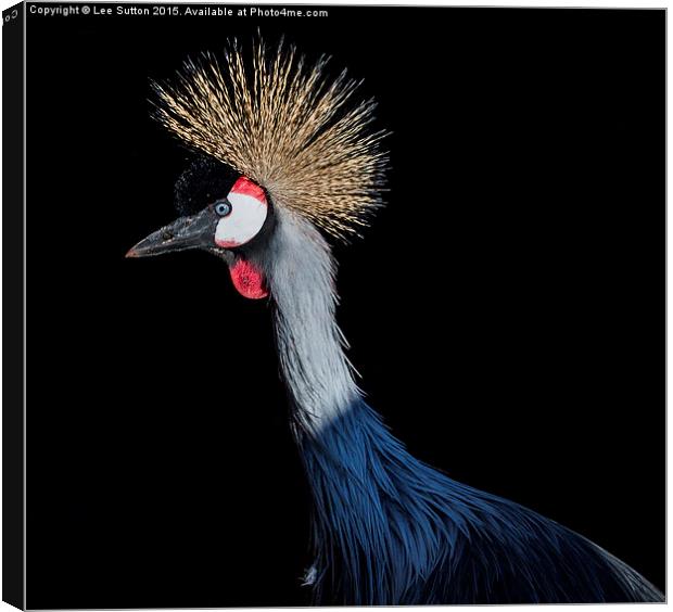  A Great Crested Crane Canvas Print by Lee Sutton