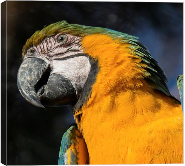  Yellow Parrot Canvas Print by Lee Sutton