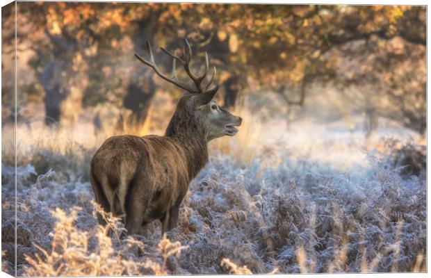 Stag at sunrise Canvas Print by Tim Smith
