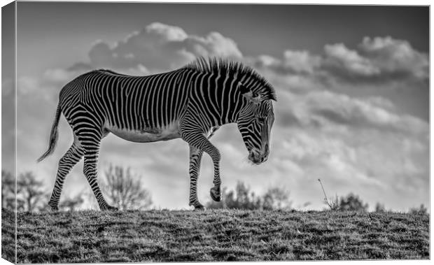 Zebra crossing! Canvas Print by Tim Smith