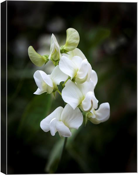  Sweet Pea Canvas Print by paul holt