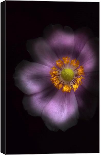  Japanese anemone Canvas Print by paul holt