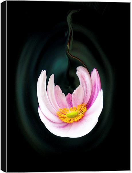  Japanese anemone flower Canvas Print by paul holt