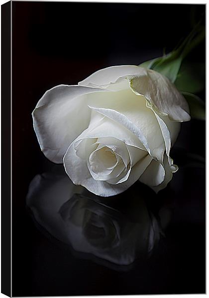  White Rose Canvas Print by paul holt