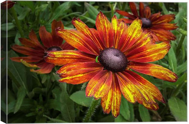  Helenium Canvas Print by paul holt