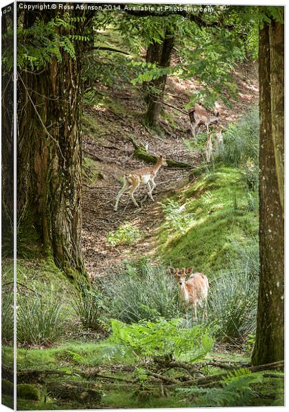  Woodland scene Canvas Print by Rose Atkinson