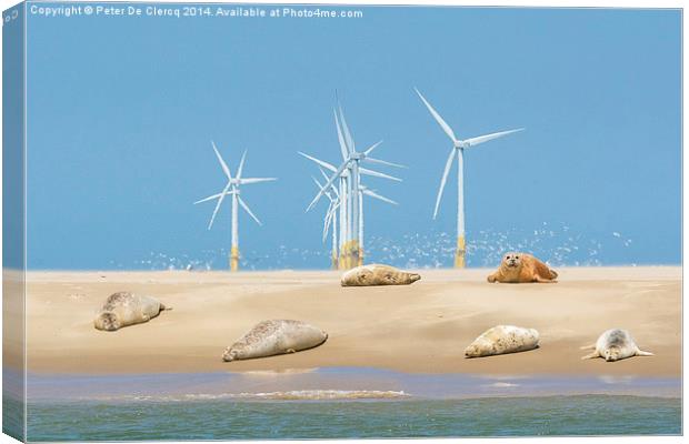  Seals at Scroby Sands Canvas Print by Peter De Clercq