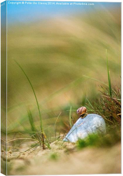 Snail on the Beach Canvas Print by Peter De Clercq