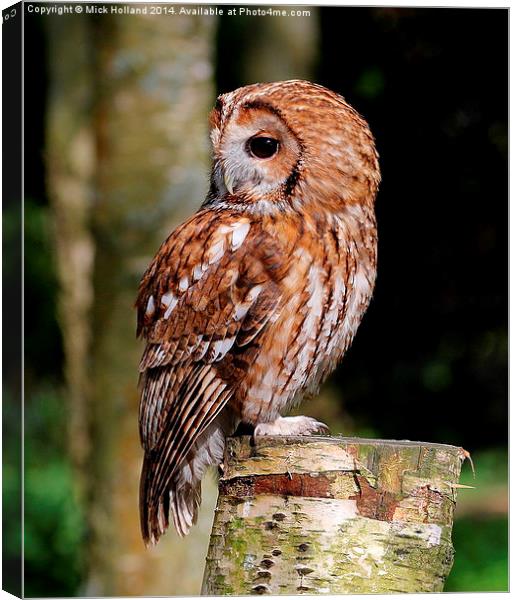  Tawny Owl Canvas Print by Mick Holland