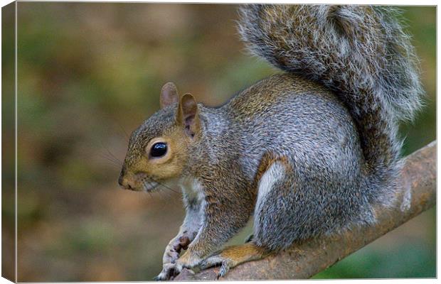 Squirrel Canvas Print by Kevin Baxter
