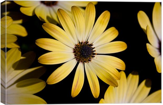 Flowers Canvas Print by Kevin Baxter