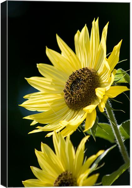 Sunflowers Canvas Print by Kevin Baxter