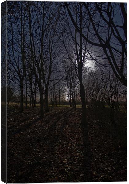 Eerie Wood Canvas Print by Kevin Baxter