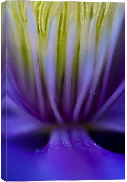 Clematus Canvas Print by Kevin Baxter