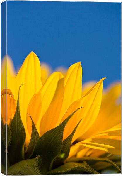 Sunflower Canvas Print by Kevin Baxter