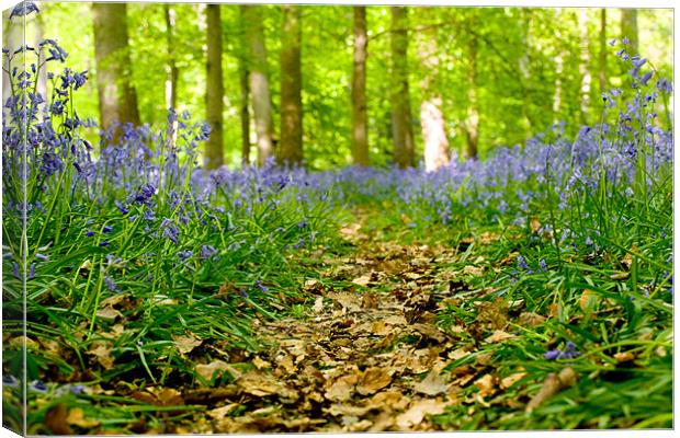 Bluebell path Canvas Print by Kevin Baxter