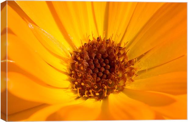 Flower Canvas Print by Kevin Baxter