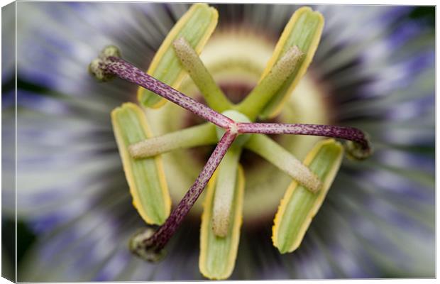 Passion flower Canvas Print by Kevin Baxter