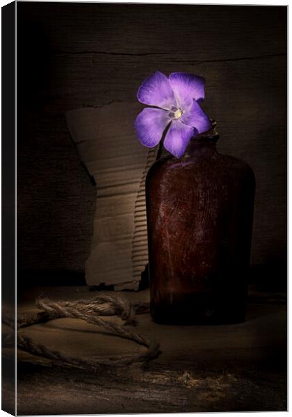 Bottled Periwinkle Canvas Print by Garry Quinn