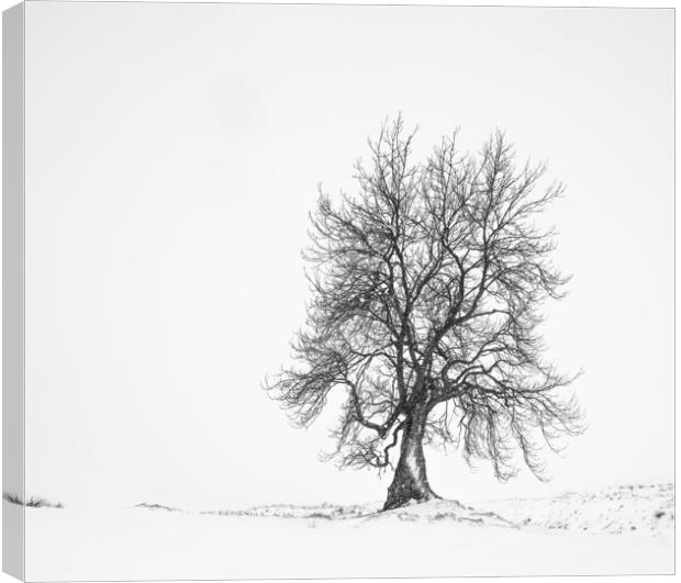 Lone Tree Canvas Print by Garry Quinn